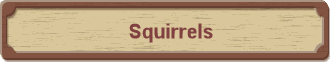 Squirrels