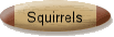 Squirrels