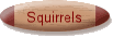 Squirrels
